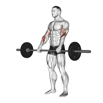 barbell reverse curl