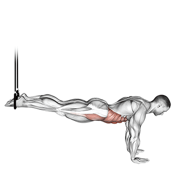 suspended reverse crunch
