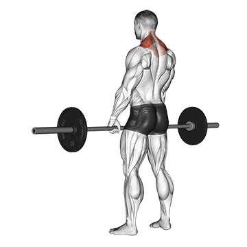 barbell shrug